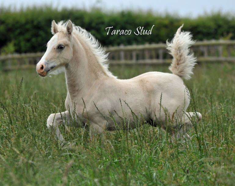 Welsh Section D Foals